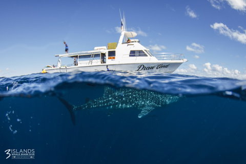 Three Islands Whale Shark Dive - Holiday Find 4