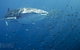 Three Islands Whale Shark Dive - thumb 5