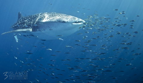 Three Islands Whale Shark Dive - Holiday Find 5