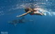 Three Islands Whale Shark Dive - thumb 6