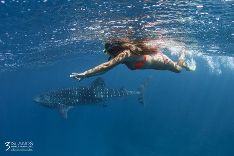 Three Islands Whale Shark Dive - Holiday Find 6