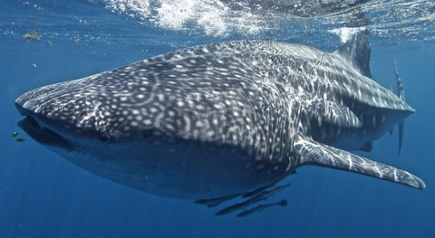 Three Islands Whale Shark Dive - Holiday Find 7