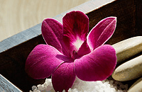 Blush Beauty Saloons - Holiday Find 4