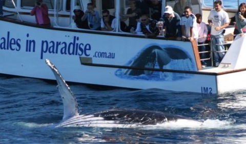 Australian Whale Watching - Holiday Find 5