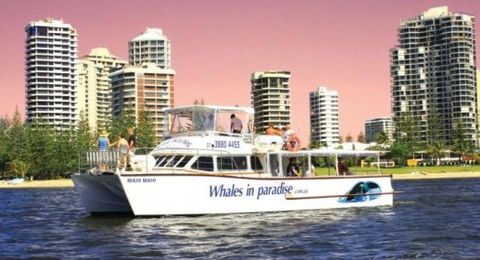 Australian Whale Watching - Holiday Find 8