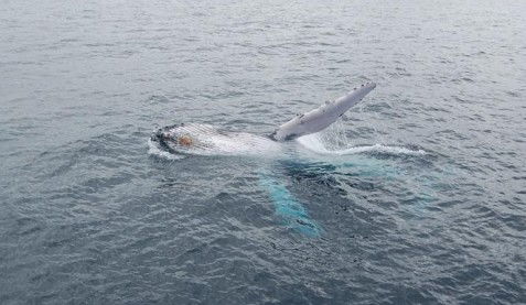 Australian Whale Watching - Holiday Find 10