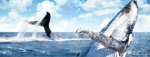 Australian Whale Watching - Holiday Find 11