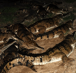 Cairns Night Zoo - Holiday Find 3