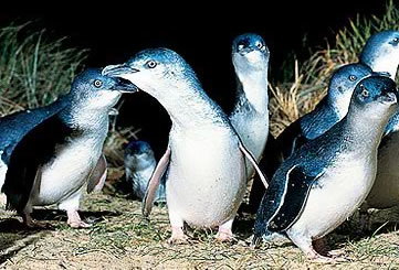 Bunyip Tours - Holiday Find 4