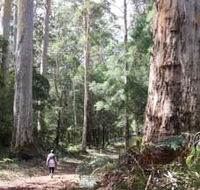 Warren River Loop Walk - Holiday Find