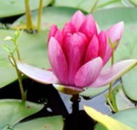 The Lotus Day Spa and Retreat - Holiday Find