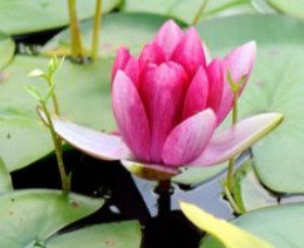 The Lotus Day Spa And Retreat - Holiday Find 0