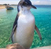 Penguin Island - Holiday Find