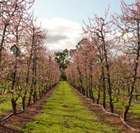 Raeburn Orchards - Holiday Find