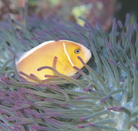 Rowley Shoals - Holiday Find
