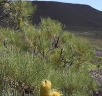 Lesueur Walk Trail Mount Lesueur - Holiday Find