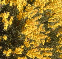 Dalwallinu Remnant Bushland - Holiday Find