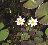 Parry Lagoons Nature Reserve - Holiday Find