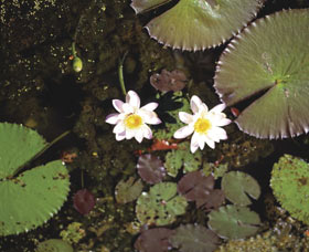 Parry Lagoons Nature Reserve - Holiday Find 0