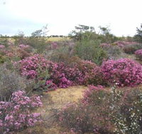 Reynoldson's Flora Reserve - Holiday Find