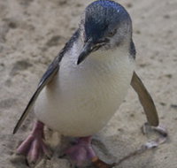 Penguin Island Boardwalks and Walk Trail - Holiday Find