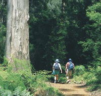Gloucester Tree - Holiday Find