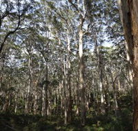 Boranup Karri Forest - Holiday Find