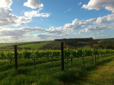 Plantagenet Wines - Holiday Find 1