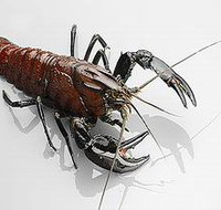 Andermel Marron - Holiday Find