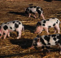 Will's Rare Breeds Farm - Holiday Find