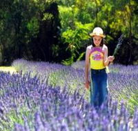 Brayfield Park Lavender Farm - Holiday Find