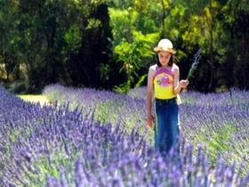 Brayfield Park Lavender Farm - Holiday Find 0