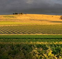 Kellermeister Wines - Holiday Find