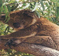 Mikkira Station - Holiday Find