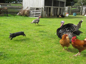 Echo Farm - Holiday Find 0