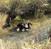 Tamar Island Wetlands Reserve and Interpretation Centre - Holiday Find