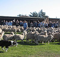 Curringa Farm - Accommodation and Farm Tours - Holiday Find