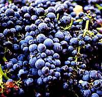 Laurel Bank Vineyard - Holiday Find