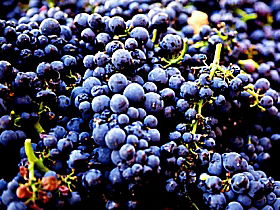 Laurel Bank Vineyard - Holiday Find 0