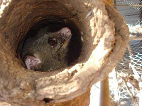 Mulga Sanctuary And Wildlife Park - Holiday Find 0