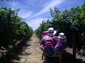 McLaren Vale Orchards - Holiday Find 0