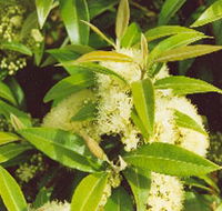 Tumbeela Native Bushfoods - Holiday Find