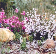 Stokes Bay Bush Garden - Holiday Find