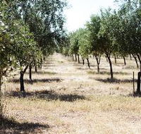 Talinga Grove Olive Oils - Holiday Find