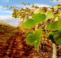 Mirabella Vineyards - Holiday Find