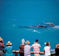 Whale Watching At Head Of Bight - Holiday Find