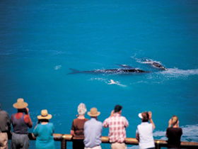 Whale Watching At Head Of Bight - Holiday Find 0