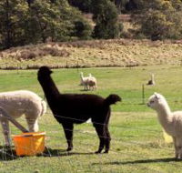Maydena Country Cabins Accommodation  Alpaca Stud - Holiday Find