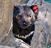 Trowunna Wildlife Sanctuary - Holiday Find