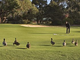 Royal Hobart Golf Club - Holiday Find 0